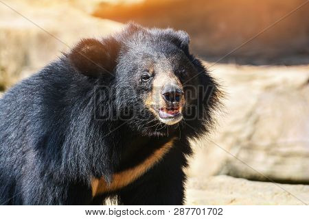 Asian Black Bear With Chest The V Shape Is White Wool / Close Up Asiatic Black Bear Relax In The Sum