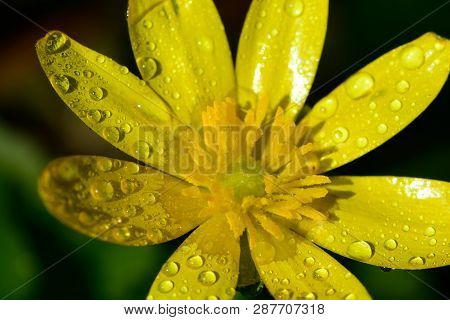 Macro Shot Of A Lesser Celandine Covered In Dew Droplets