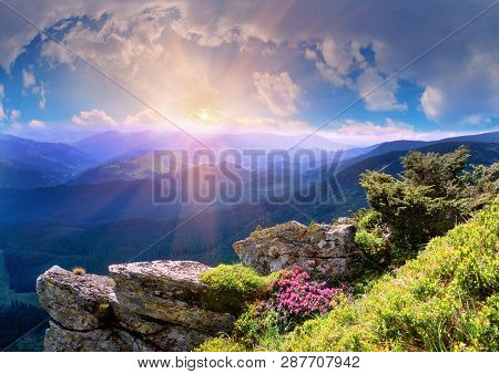On The Tops Of The Carpathians In The Late Spring, Early Summer Bloom Beautiful Alpine Flowers, Rhod