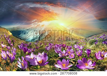 Crocuses Are The First Flowers In The Mountains