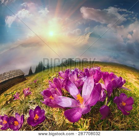 In March-april After A Winter In The Mountains Of Unstable Weather, And Replaced By The Warmth, The 