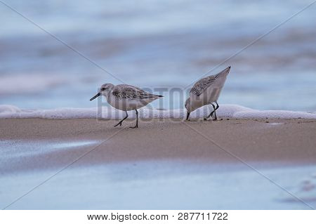 Couple Of Dunlin (calidris Alpina) In Saler Beach