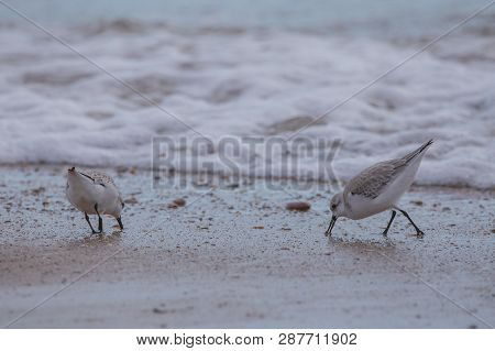 Couple Of Dunlin (calidris Alpina) In Saler Beach
