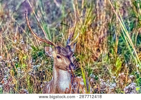 Young Male Chital Or Cheetal (axis Axis), Also Known As Spotted Deer Or Axis Deer - Jim Corbett Nati