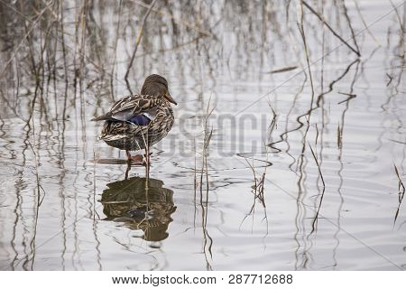 Female Mallard (anas Platyrhynchos) In Albufera Of Valencia