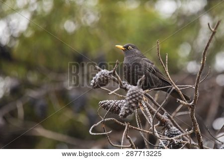Blackbirds (turdus Merula) On A Pine With Dried Pineapples