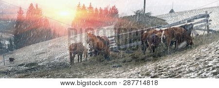Pasture In A Blizzard. In March-april After A Winter In The Mountains Of Unstable Weather, And Repla