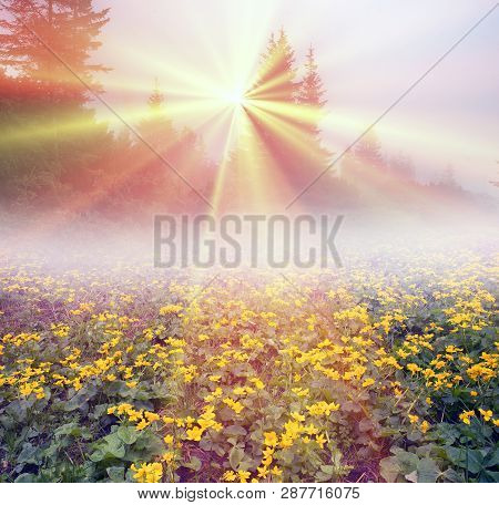 Field With Blooming Kalyuzhnitsa