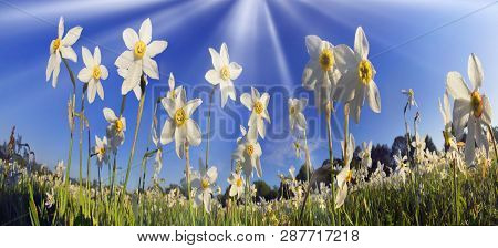 Valley Of Daffodils, Hust