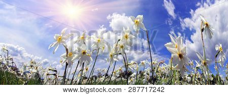Valley Of Daffodils, Hust
