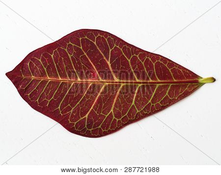 Red Codiaeum Plant Leaf. Close-up To The Leaf Veins And Pores. Flowerpot And Lounge Flowers. Isolate