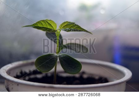 Sprouting seeds of Catalpa Bignonioides in soil mixture with perlite