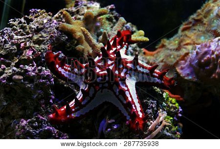 Red Knob Sea Star - (protoreaster Linckii)