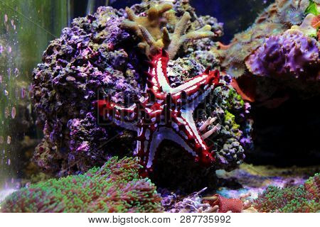 Red Knob Sea Star - (protoreaster Linckii)