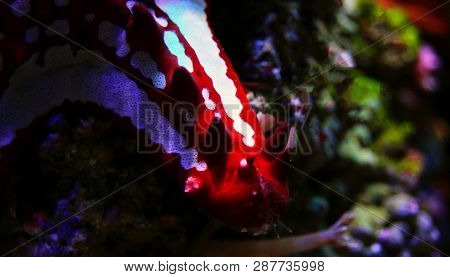 Red Knob Sea Star - (protoreaster Linckii)