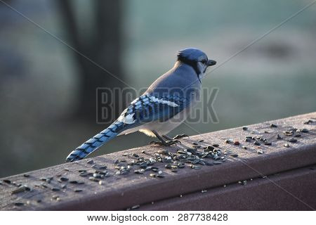 Blue Jay Animal Bird Perched On A Backyard Deck Porch Eating Birdseed In Winter Illuminated In The S