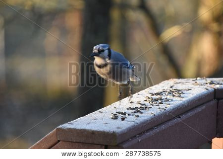 Blue Jay Animal Bird Hoping On A Backyard Deck Porch Eating Birdseed In Winter Illuminated In The So