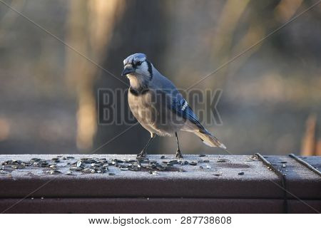 Blue Jay Animal Bird Perched On A Backyard Deck Porch Eating Birdseed In Winter Illuminated In The S