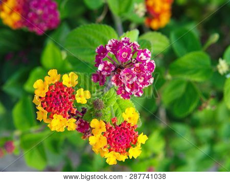Colored Butterfly Flower.  Close Up In Nature. Flower Background