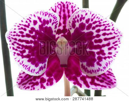 Phalaenopsis Orkide. Close Up In Nature. Orchid Flower Background