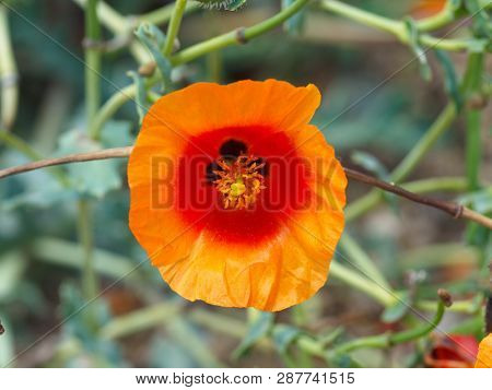 Poppy Flower. Delicate, Beautiful Red Flower In The Meadow. Close Up In Nature. Flower Background