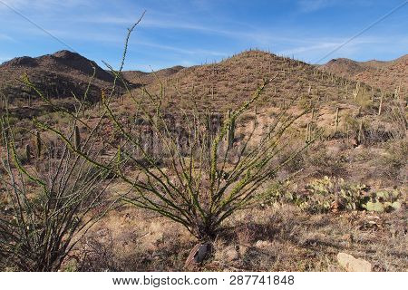 Ocotillo, Fouquieria Splendens, And Assorted Other Cacti On The King Canyon Trail In Saguaro Nationa