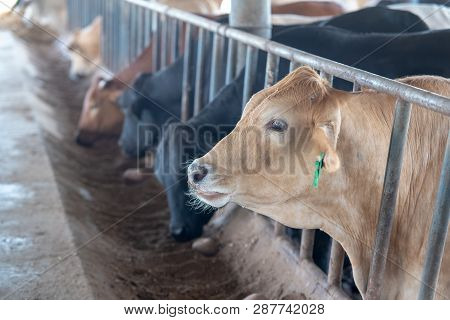 Modern Farm Cowshed.milking Cows.house Cows Are Used In Locations, Usually Rural,without Convenient 