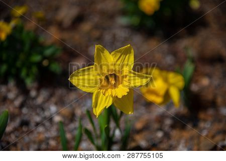 Narcissus In Spring. Blooming Daffodils, Spring Bulbs. Narcissus Is A Genus Of Predominantly Spring 