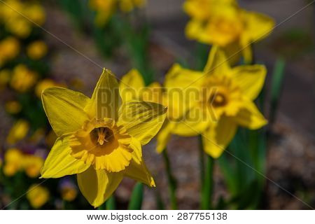 Narcissus In Spring. Blooming Daffodils, Spring Bulbs. Narcissus Is A Genus Of Predominantly Spring 