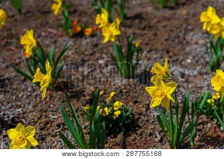 Narcissus In Spring. Blooming Daffodils, Spring Bulbs. Narcissus Is A Genus Of Predominantly Spring 