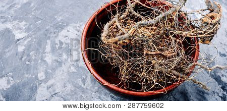 Maral Root In Herbal Medicine