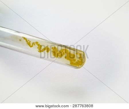 Grown Colonies Of Staphylococcus In Test Tube After A Positive Reaction To Cytochrome Oxidase