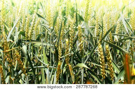 Green Wheat Field Close Up - Not Ready Yet For Harvest