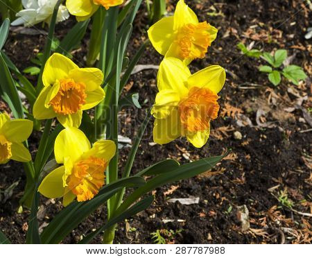 Narcissus Of The Bulley Species On A Flowerbed.