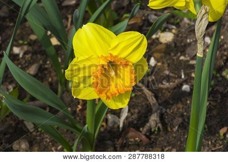 Narcissus Of The Bulley Species On A Flowerbed.