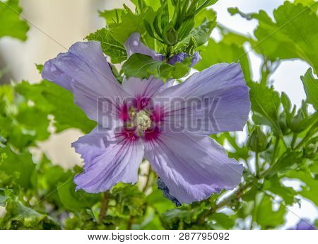Violet Flower Closeup In Green Leavy Ambiance