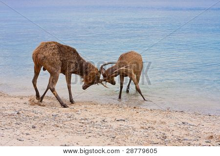 Dois cervos bunda chifres no Oceano