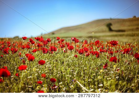 Wild Tulip Flowers In The Highlands Of Northern Iran