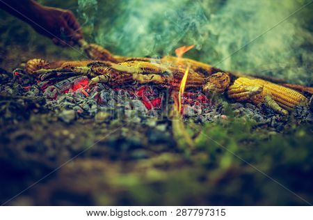 Forest Corn In The Northern Forests Of Iran