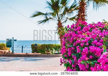 View Of Walking Alley Near Beach With Palms And Bunch-forming Flowers. Bougainvillea Spectabilis.
