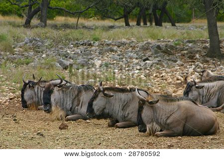 Wlidebeest Lounge
