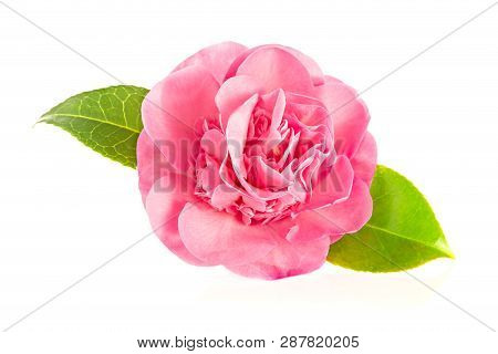 Red Camellia Flower Isolated On White Background. Camellia Sasanqua