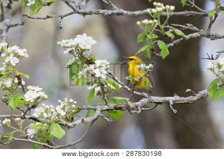 A Blue Winged Warbler Sings A Songs While Trying To Hide Behind An Apple Blossom.