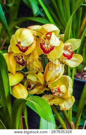 Fire Lily Or Glory Lily Also Called Flame Lily, Gloriosa Lily, Superb Lily, Climbing Lily, And Creep