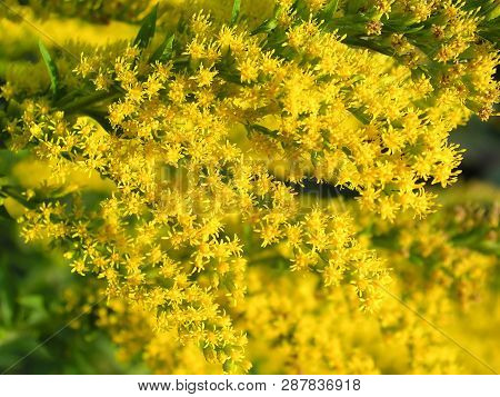 Bunch Of Yellowtop Flower Close Up Background. Yellow Color Flower Background
