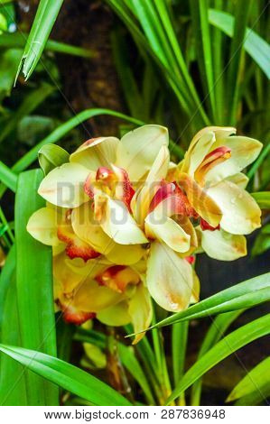 Fire Lily Or Glory Lily Also Called Flame Lily, Gloriosa Lily, Superb Lily, Climbing Lily, And Creep