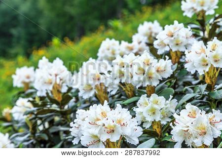 White Blooming Flower Of Rhododendron Caucasicum Bush In Caucasus Mountains. Scenic Sunny Summer Bac