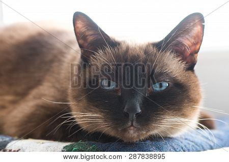 Portrait Of The Siamese Cat. Blue Eyes Of A Cat