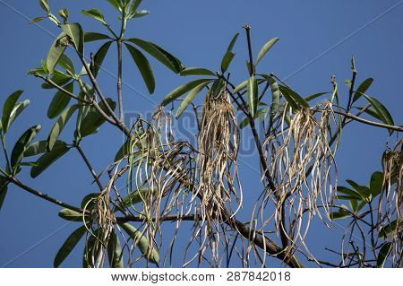 Brown Pods Of  Blackboard Tree