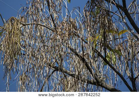 Brown Pods Of  Blackboard Tree